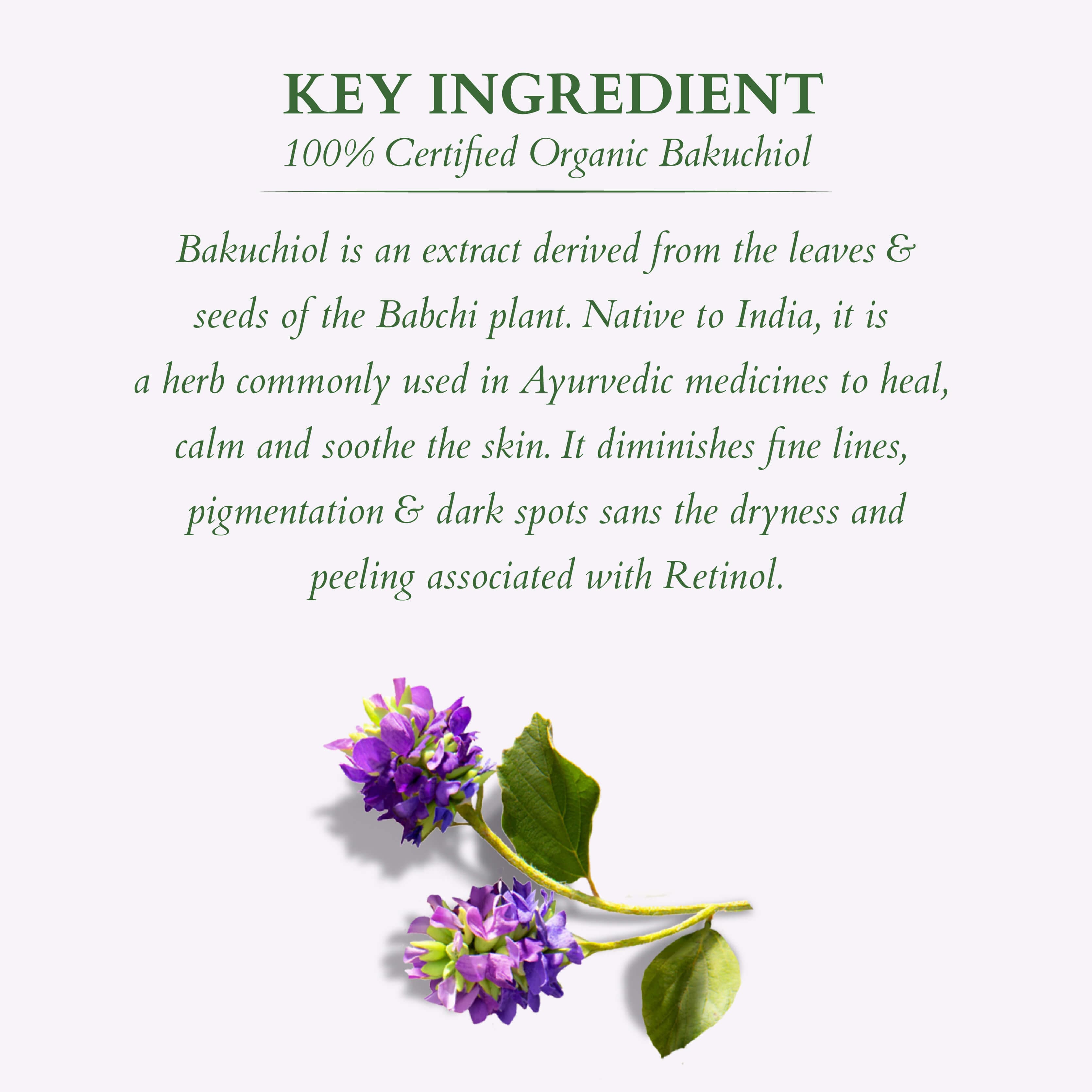 Bakuchiol Plant Retinol Miracle Face Oil