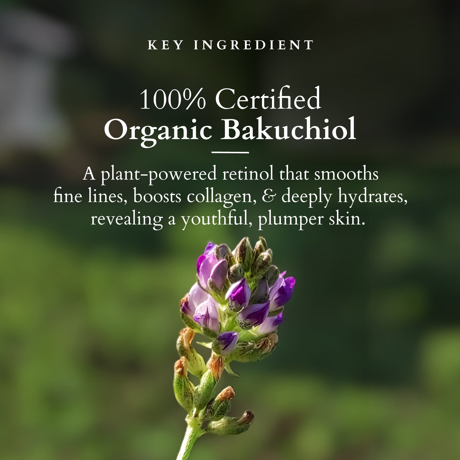 Lotus Organics+ Bakuchiol Plant Retinol Super Serum