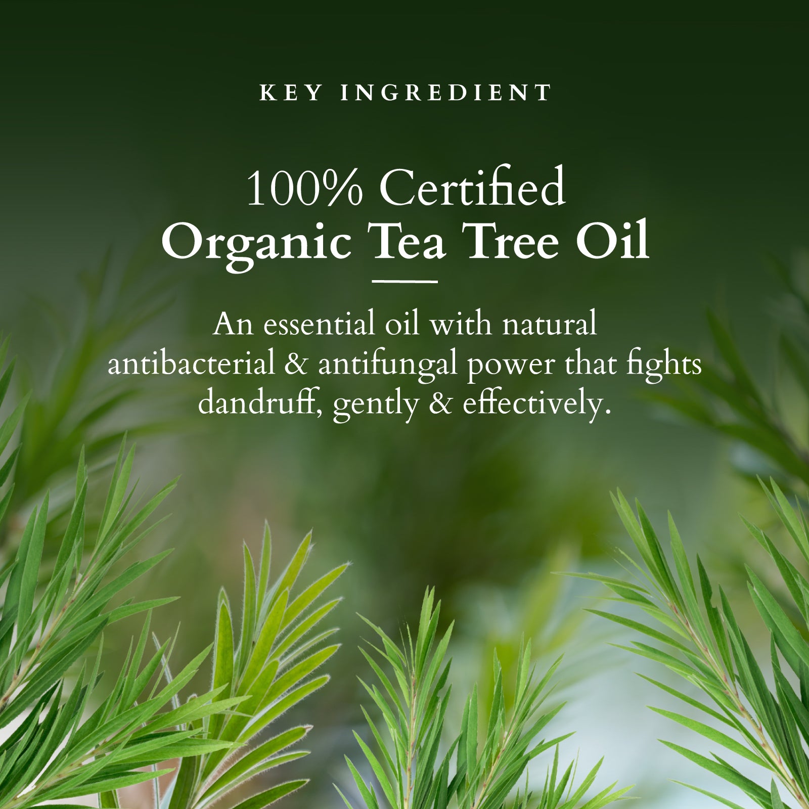 Lotus Chemical-Free Anti-Dandruff Shampoo