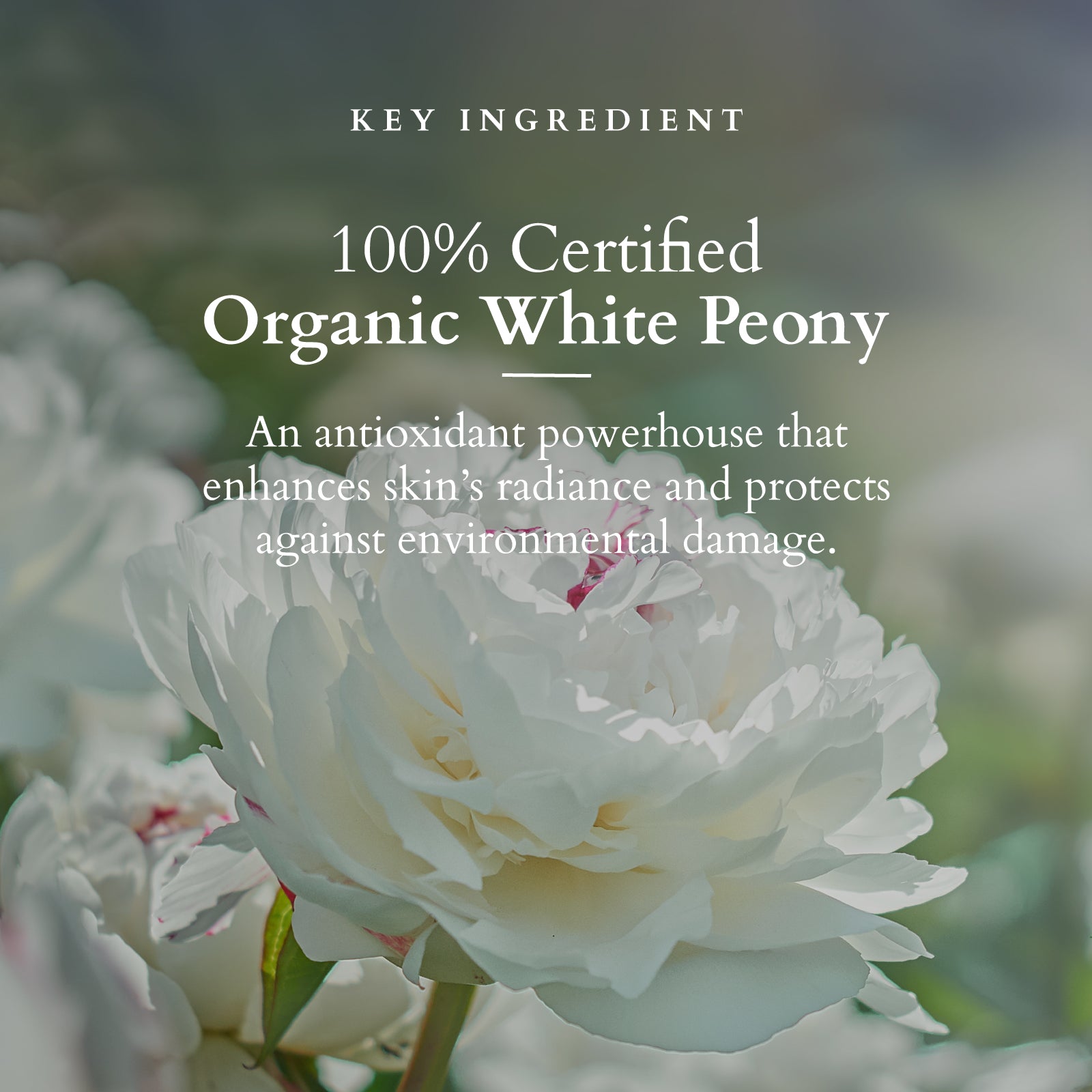 Lotus Organics+ Brightening De-Tan Face Pack