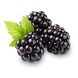 Blackberry