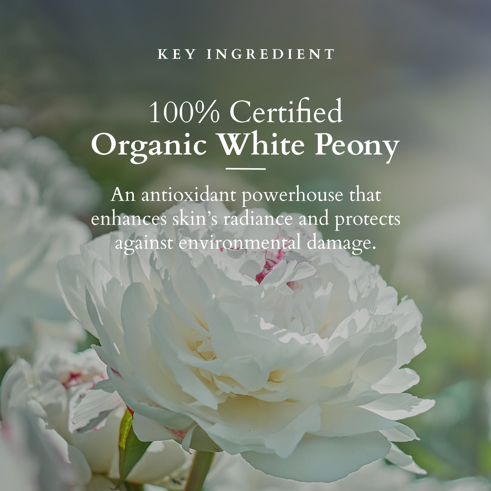 Lotus Precious Brightening Serum+ Creme