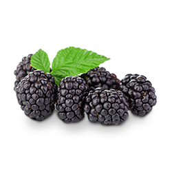 Blueberries