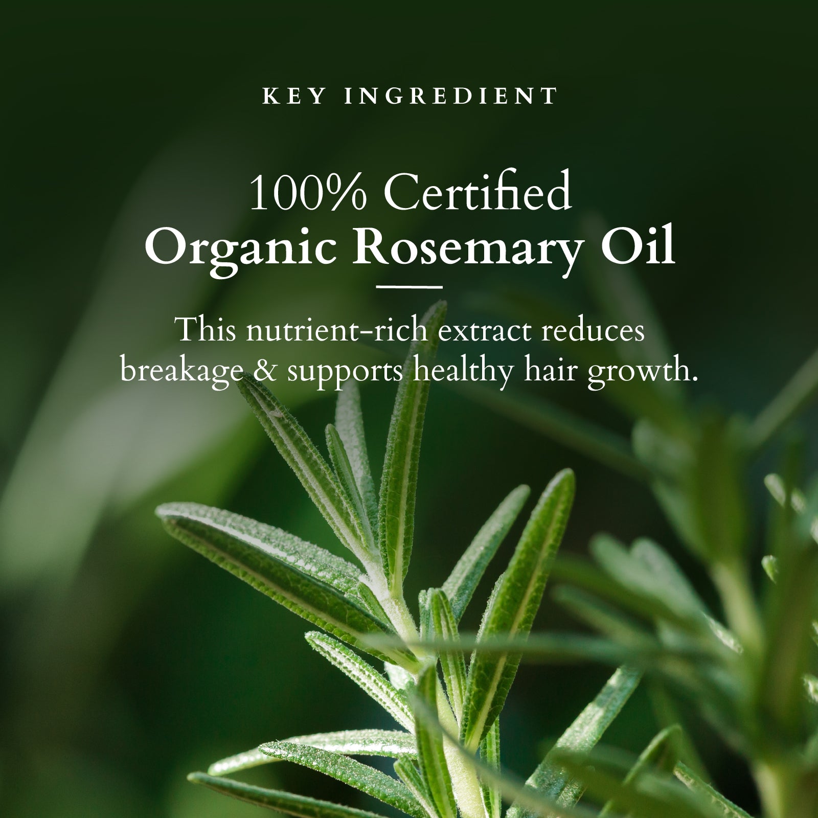 Hair Fall Control Multi Herbs Oil