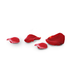 Red rose