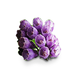 Purple Flowers