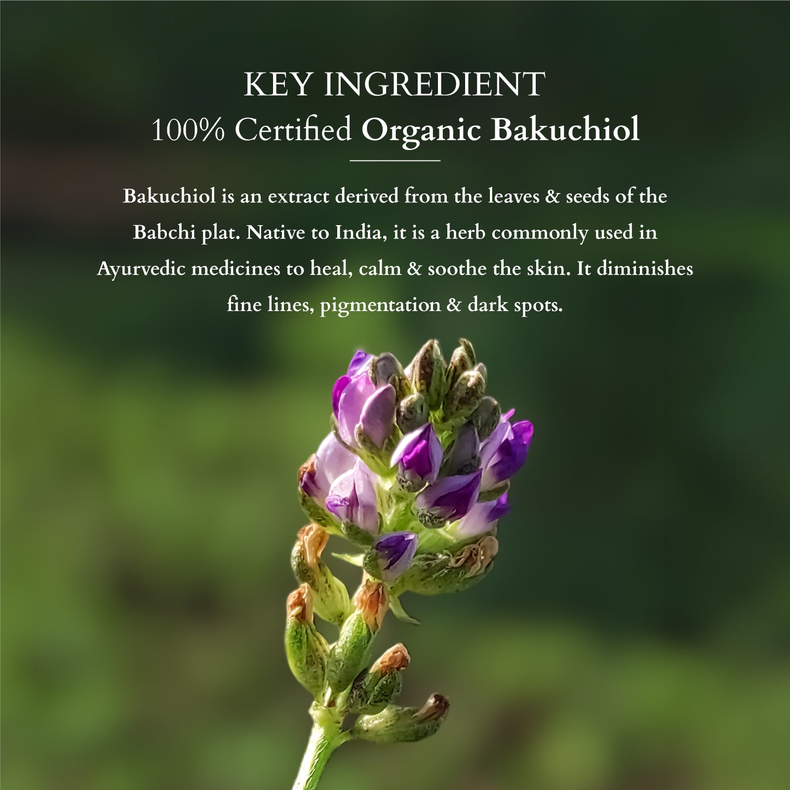 Bakuchiol Anti-Ageing Mini Kit